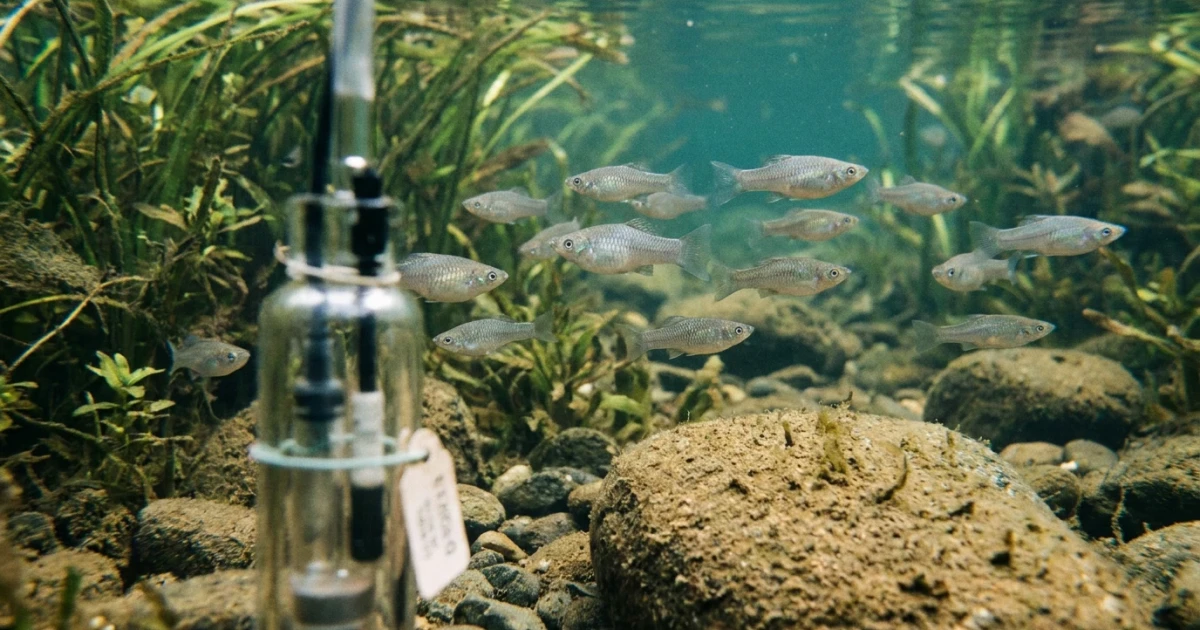 Amazon Molly Survives 100,000 Years Without Males