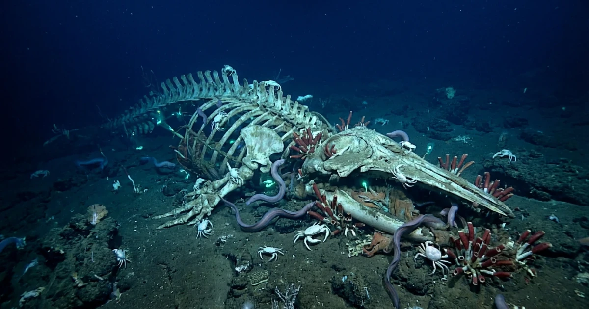 Deep-Sea Life Thrives on Whale Falls