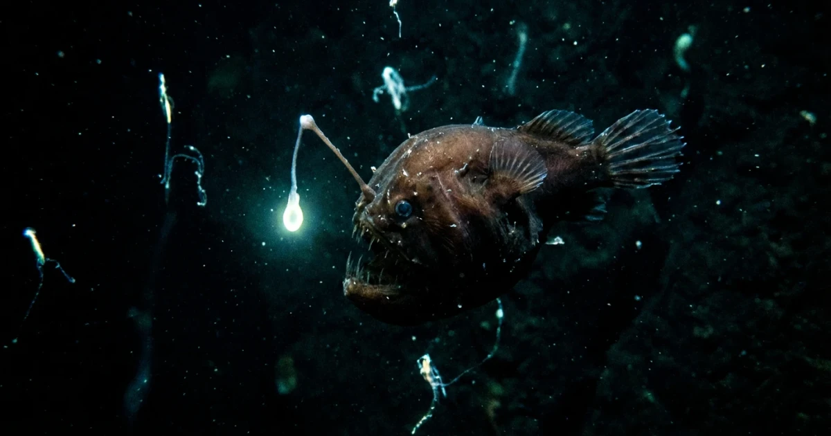 Female Anglerfish: Evolution and Unique Deep-Sea Adaptations