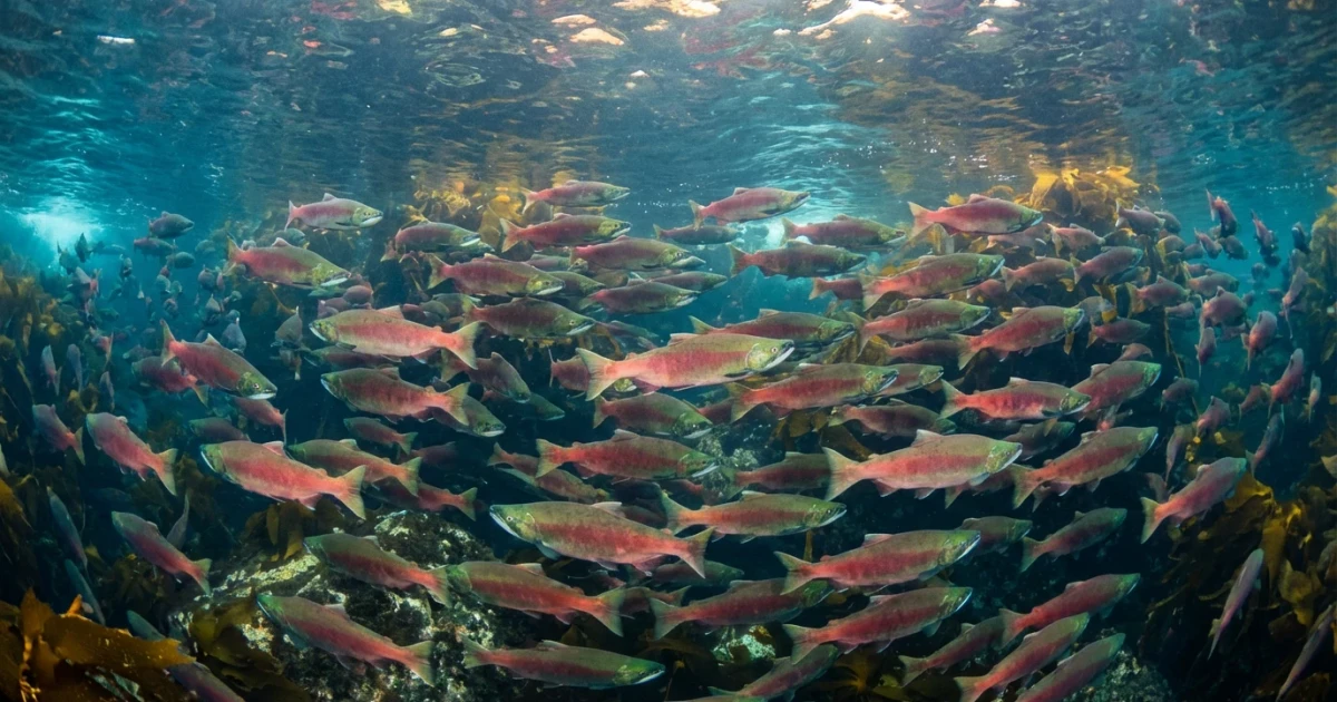 Pink Salmon Populations Surge as Climate Changes
