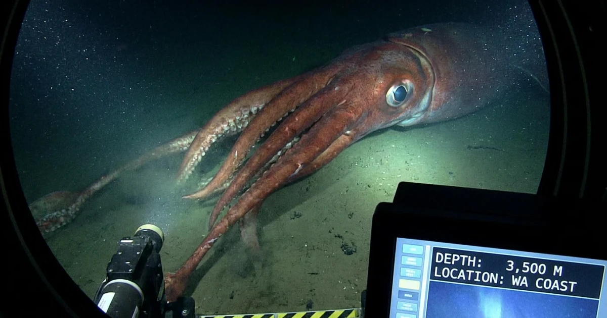 Rare Giant Squid Detected Off Western Australia Coast
