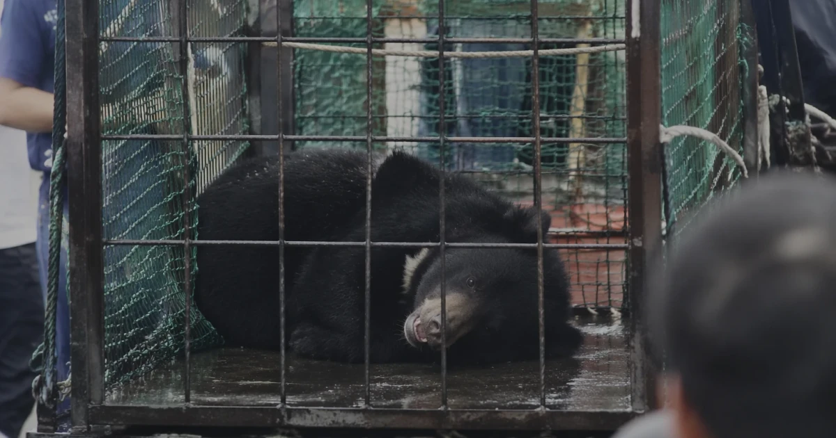 Japanese city captures black bear after days of school closures