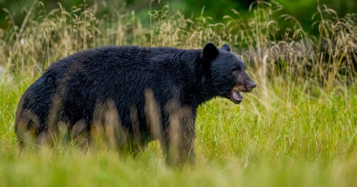 Black bear attacks couple and dogs outside Mammoth Lakes home