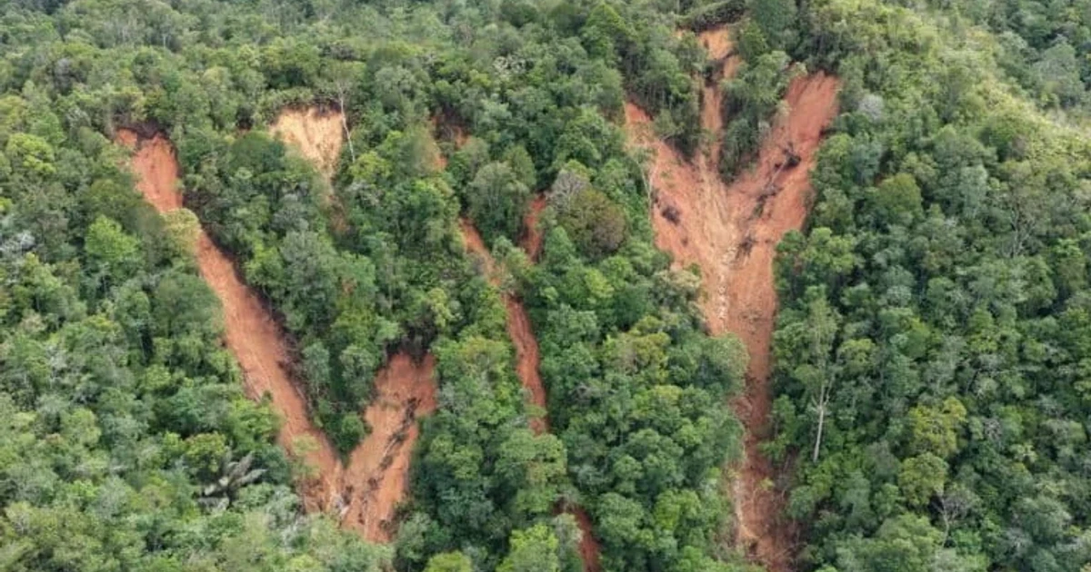Climate-fueled storm kills 7% of rare Tapanuli orangutans in Sumatra