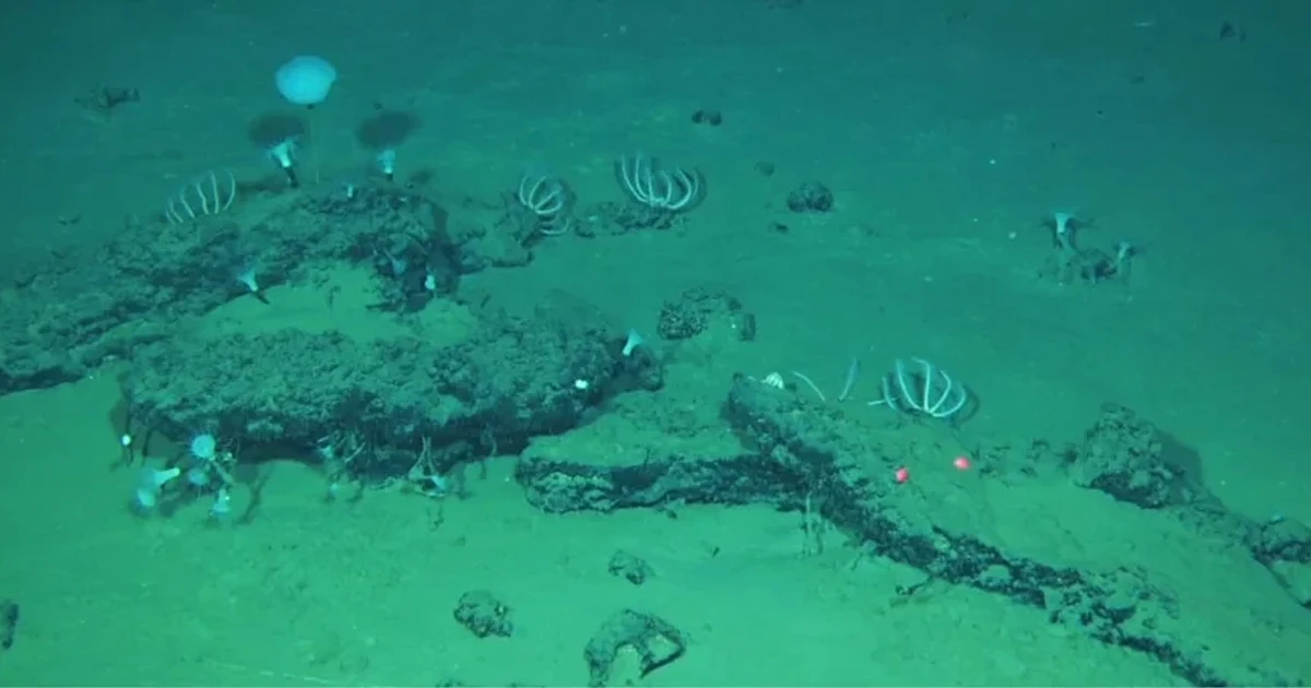 Deep-sea expedition finds huge whale graveyard off Western Australia