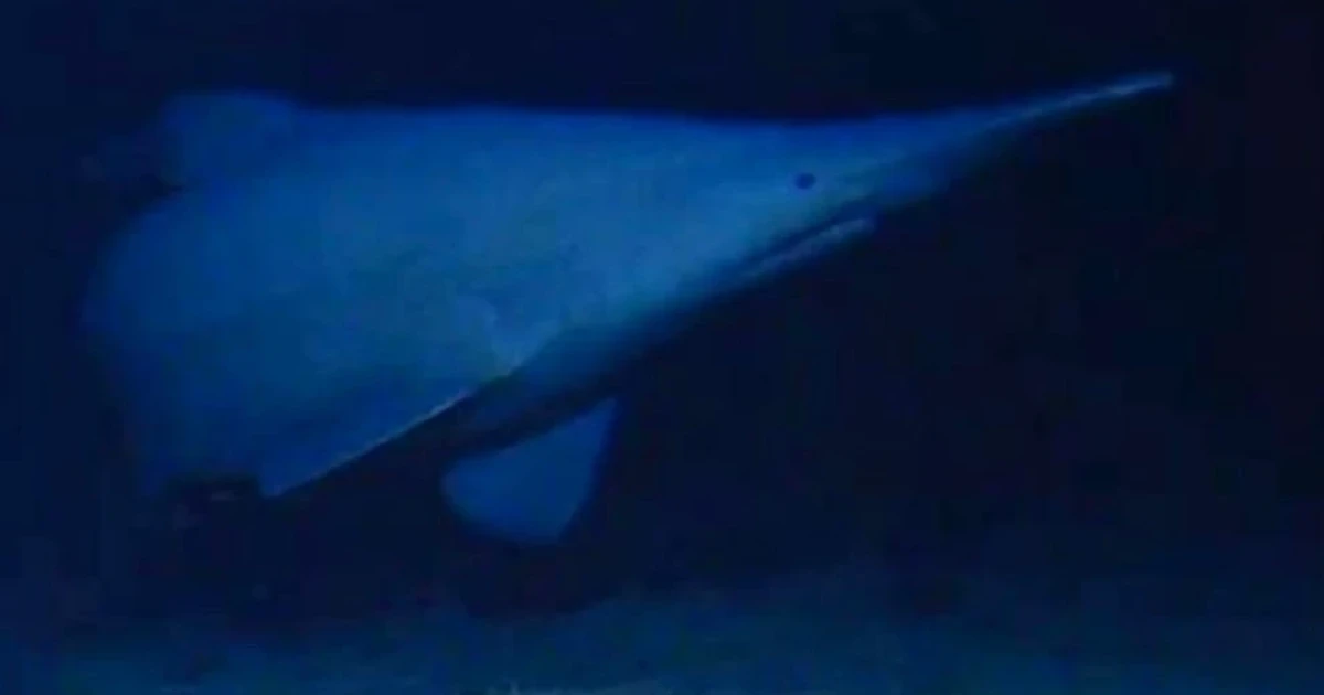 Scientists capture first wild footage of rare goblin shark
