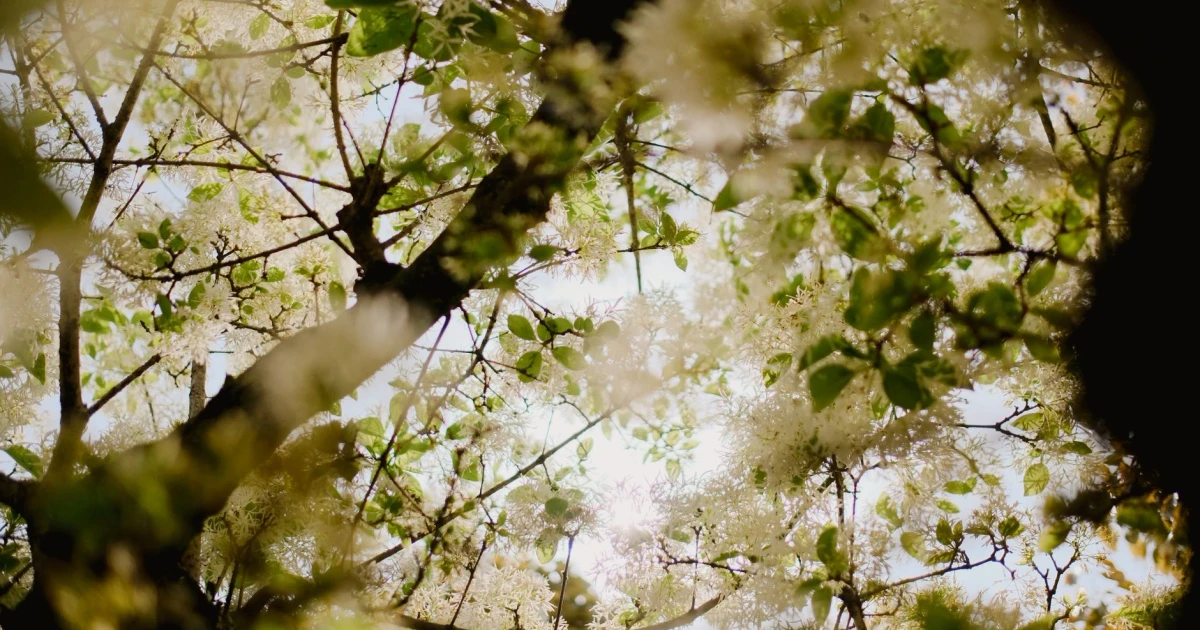 Study suggests forests may store less carbon than expected