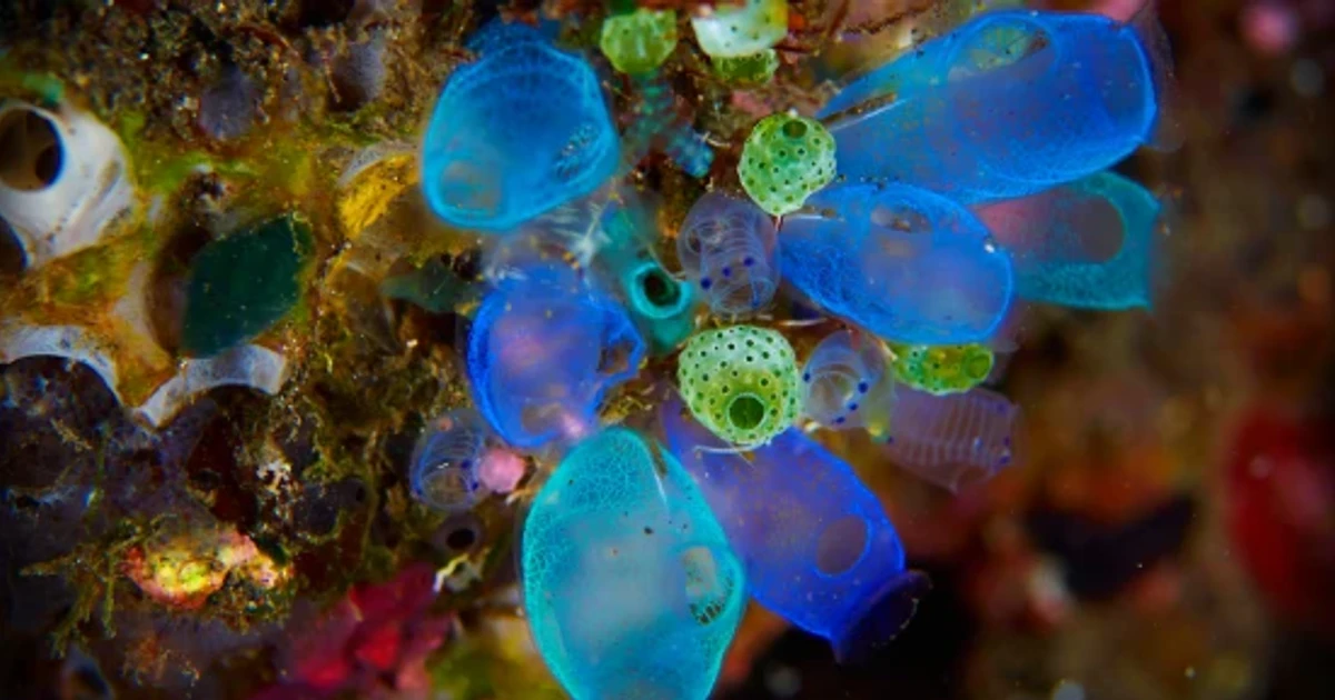 Stanford scientists use electricity to reverse aging in sea squirts