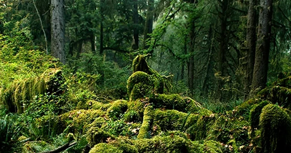 Hoh Rain Forest showcases Olympic National Park’s primeval old-growth beauty