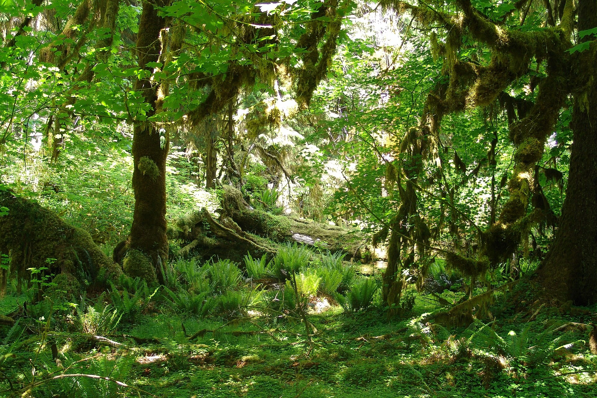 Hoh Rain Forest — Wikimedia Commons