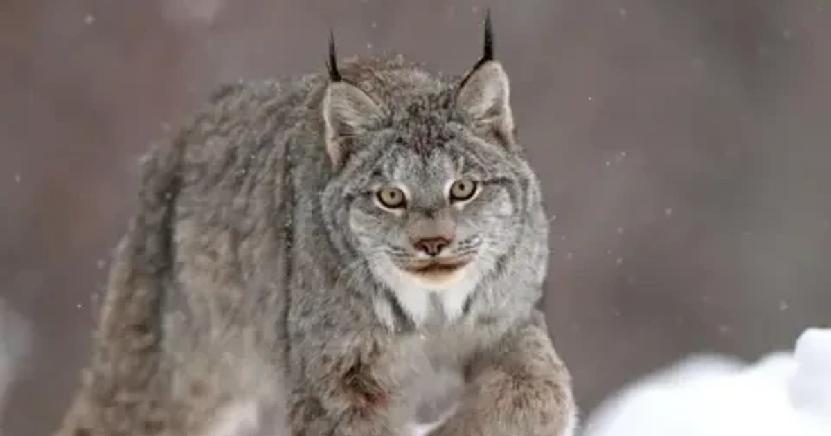 Wales logs 15 big cat reports as sightings persist across regions