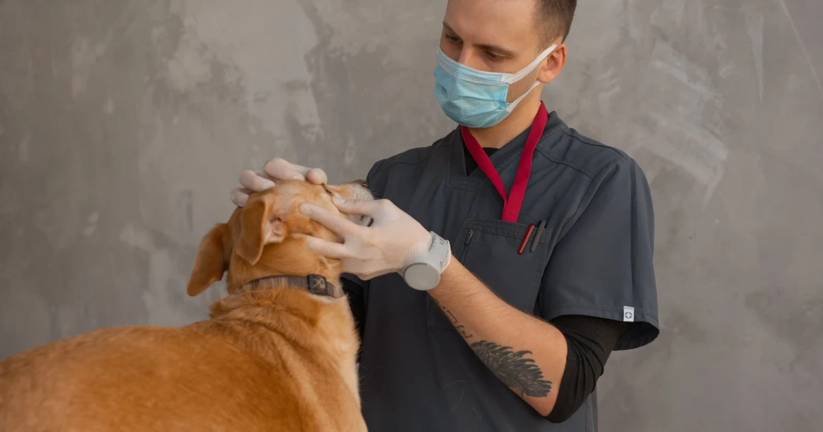 Pet insurance could ease vet bills as UK costs soar