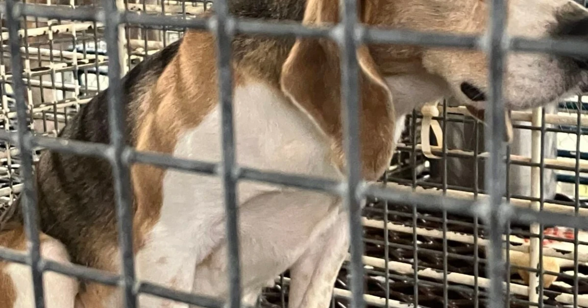 Wisconsin beagle breeder to close, 475 dogs set for rescue transfer