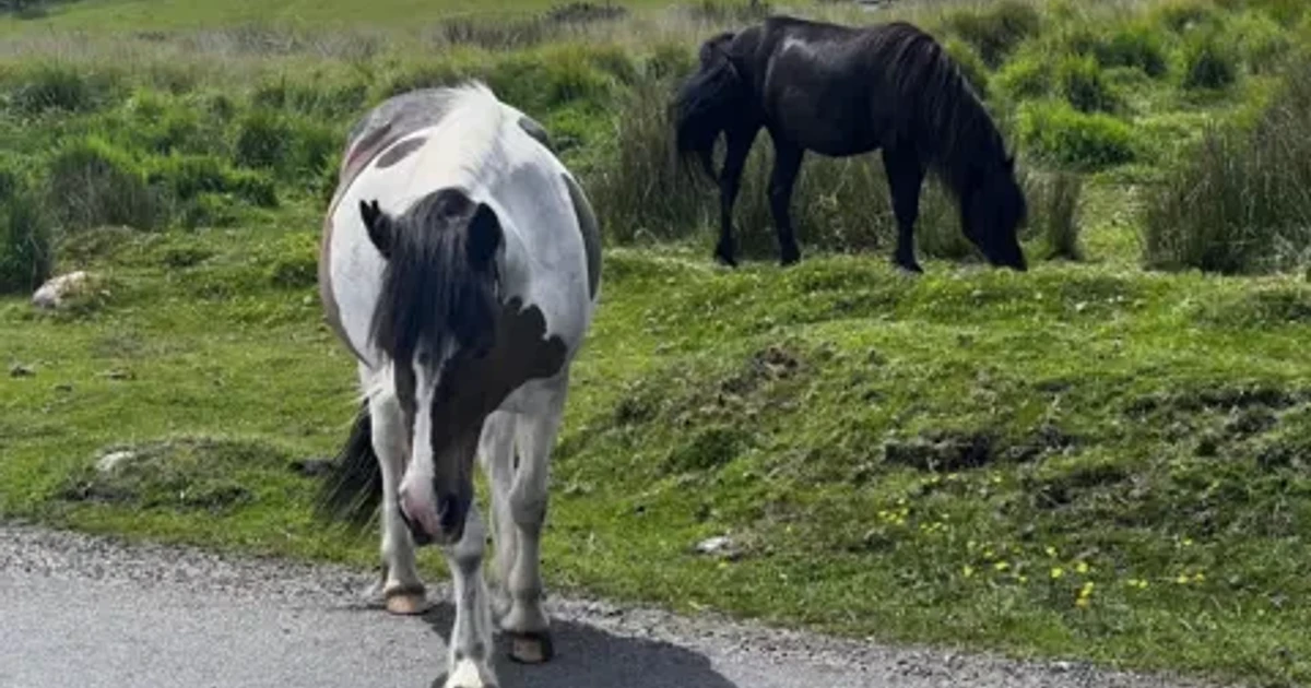 Dartmoor grazing plan sparks fears of 90% hill pony cull