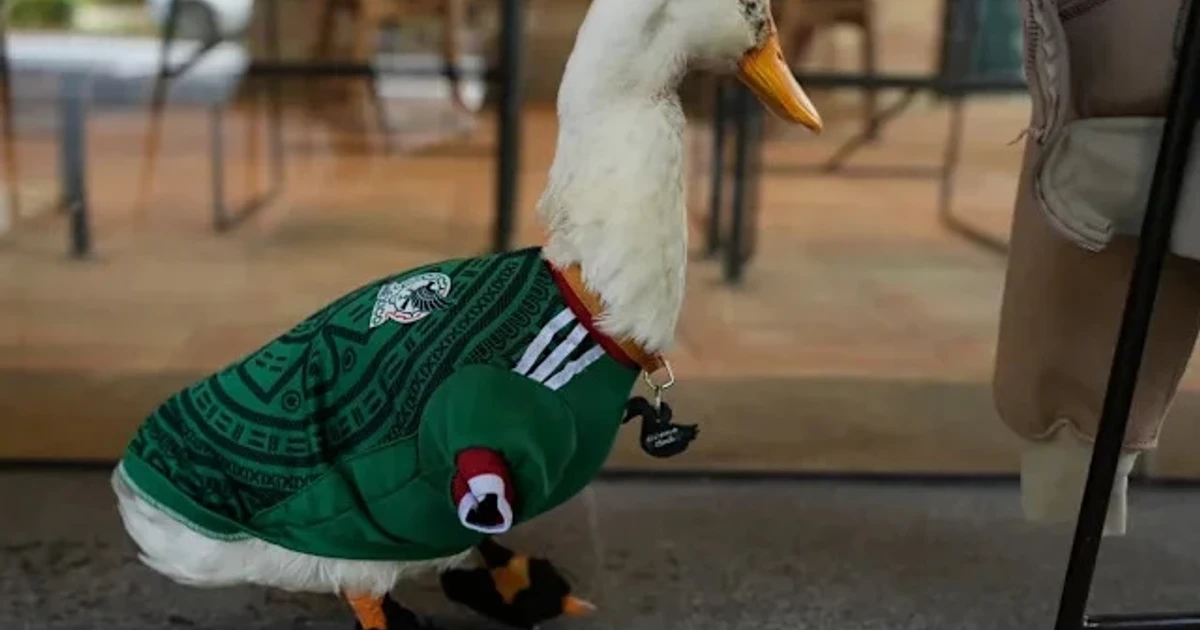 Mexico duck Merlin becomes viral World Cup mascot sensation