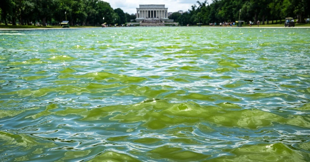 Trump’s reflecting pool turns green as algae thwarts blue makeover