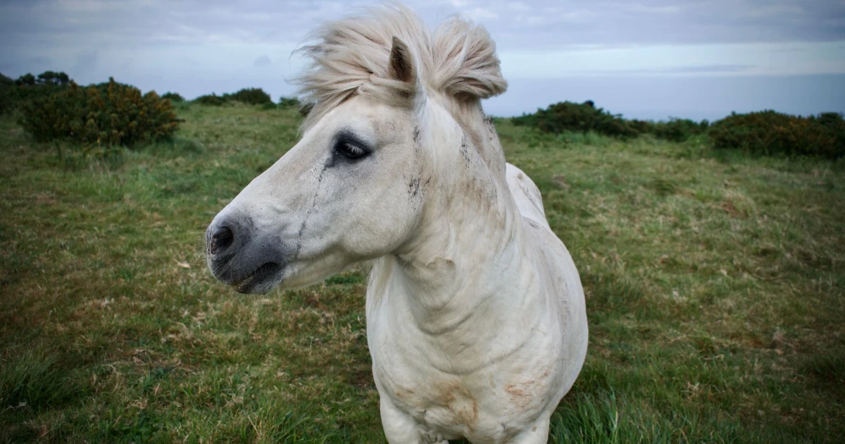Fears grow over Dartmoor pony cull after grazing reduction order