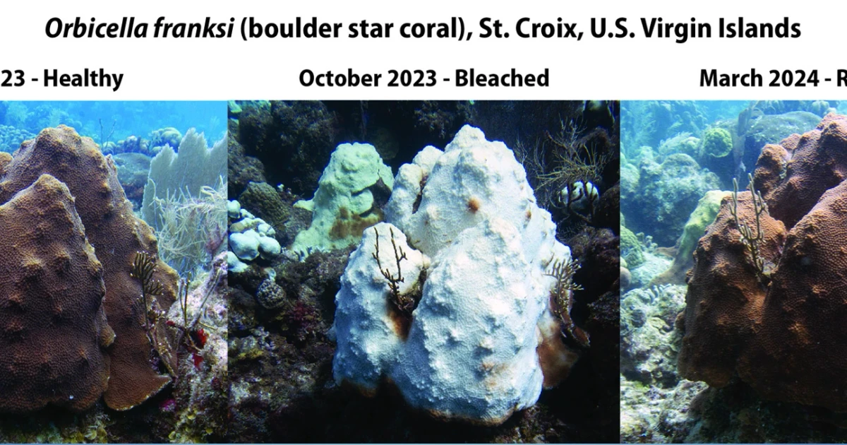 Study finds coral refuges in the Coral Triangle resist warming seas