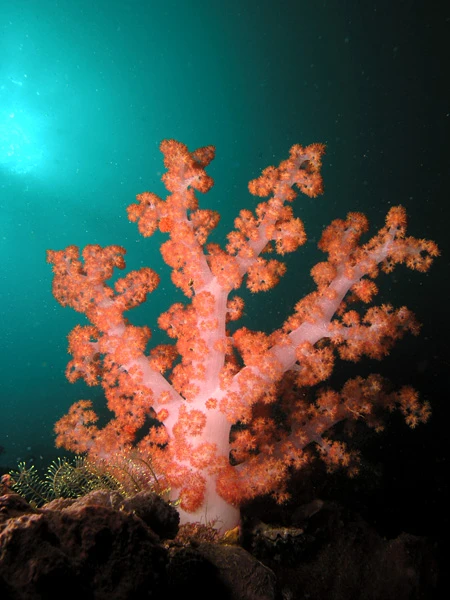 Coral Triangle — Wikimedia Commons