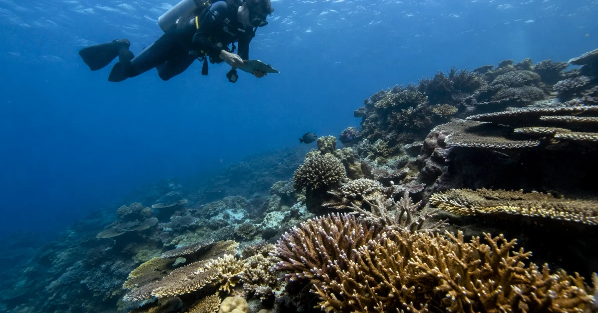 Scientists identify climate-resilient coral reefs across 71 countries