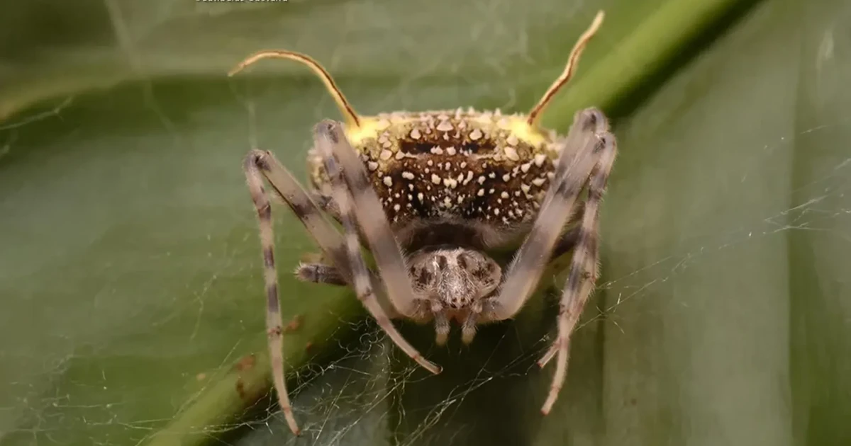 Amazon spider mimics parasitic fungus in first-of-its-kind camouflage