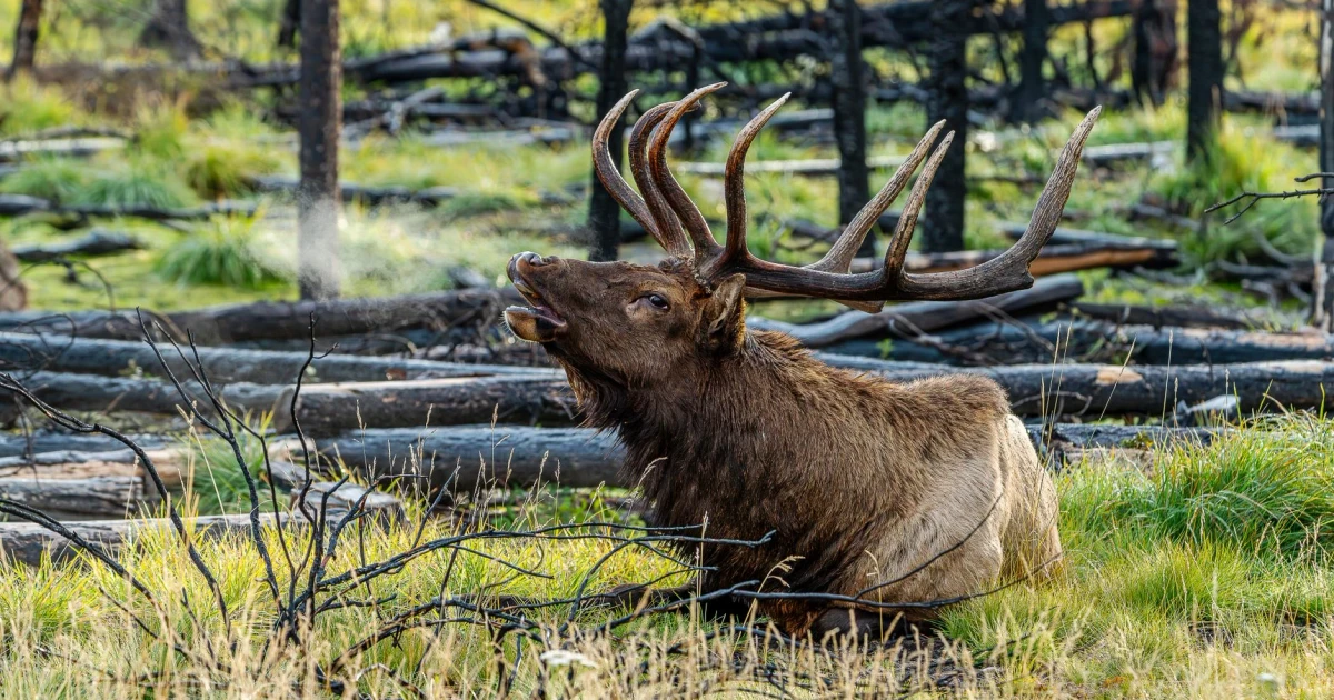 Study finds chronic wasting disease can spread before symptoms appear
