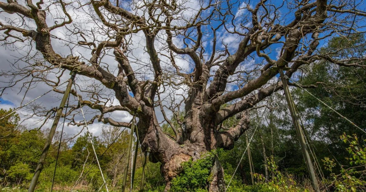 Robin Hood’s Major Oak may have died after centuries of visitor damage