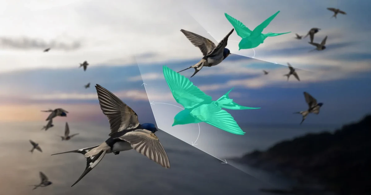Physicists find workaround for modeling bird flocks and swarms