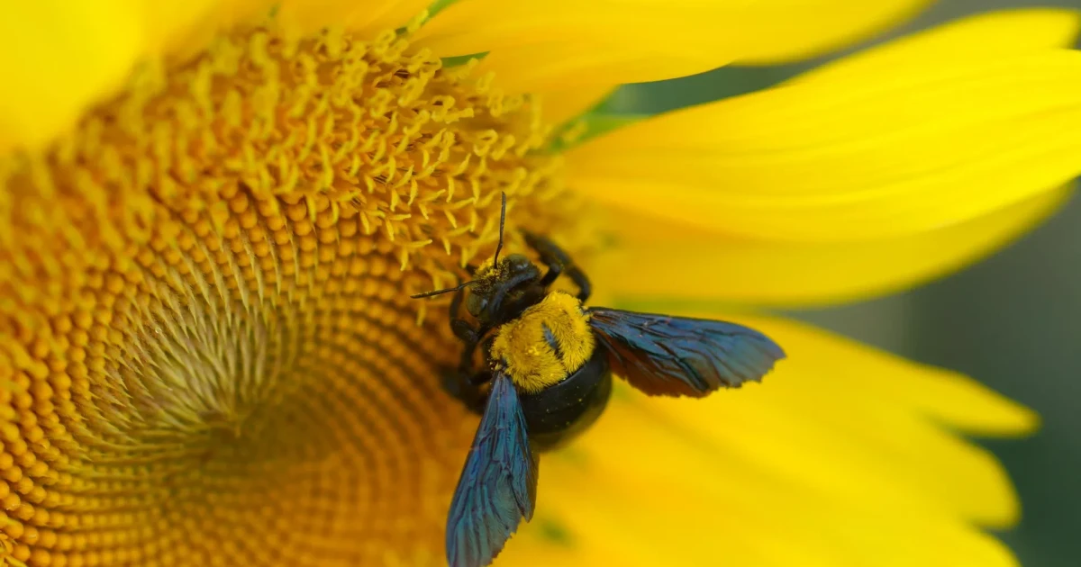 Australian native bees in plant stems face rising heat risk