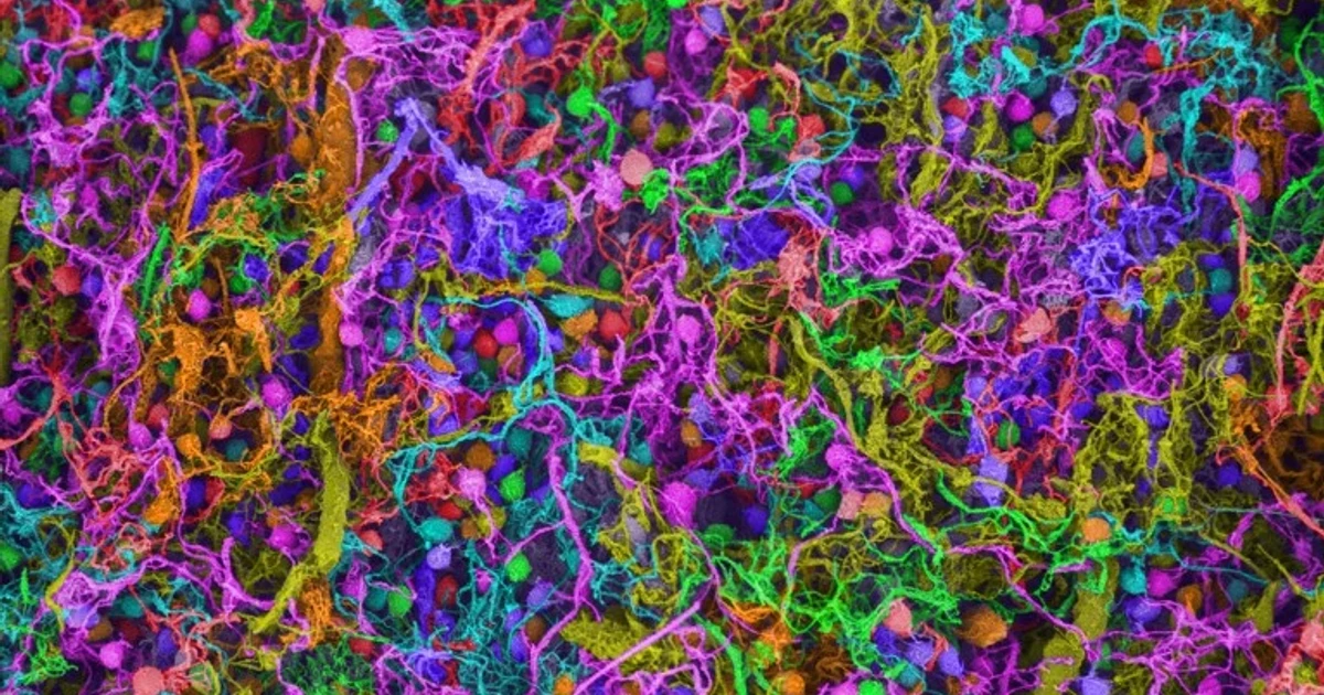 Nature maps brain cells that turn meaning into sentences