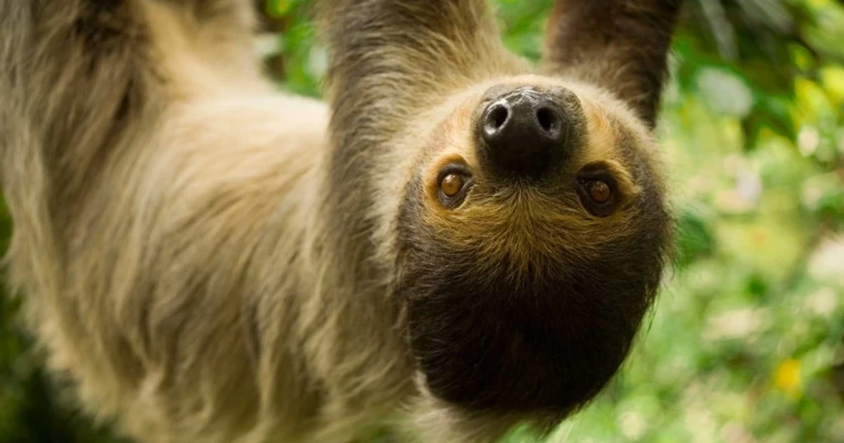 Sloth genome points to duplicated genes behind slow metabolism