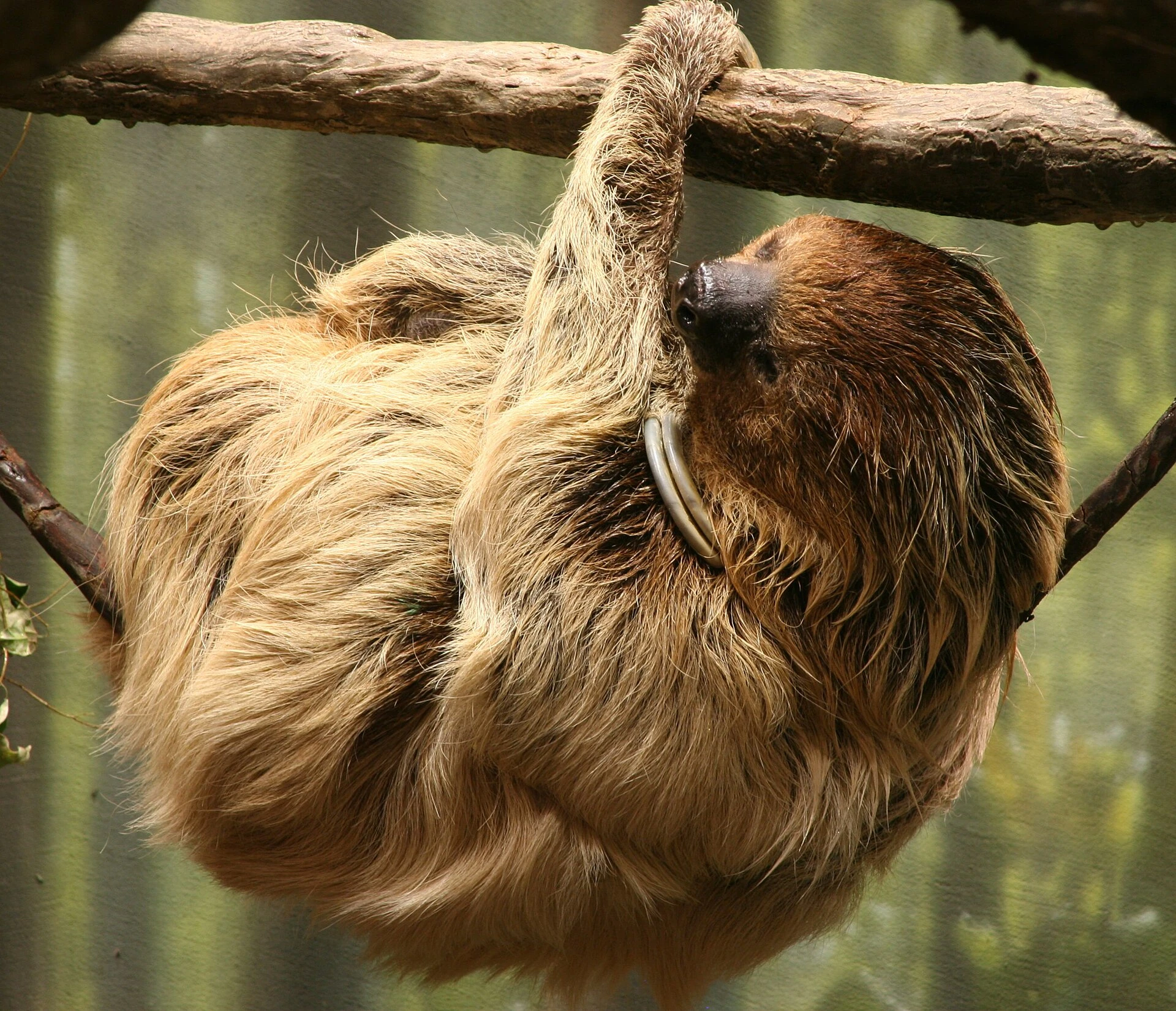 Choloepus didactylus — Wikimedia Commons