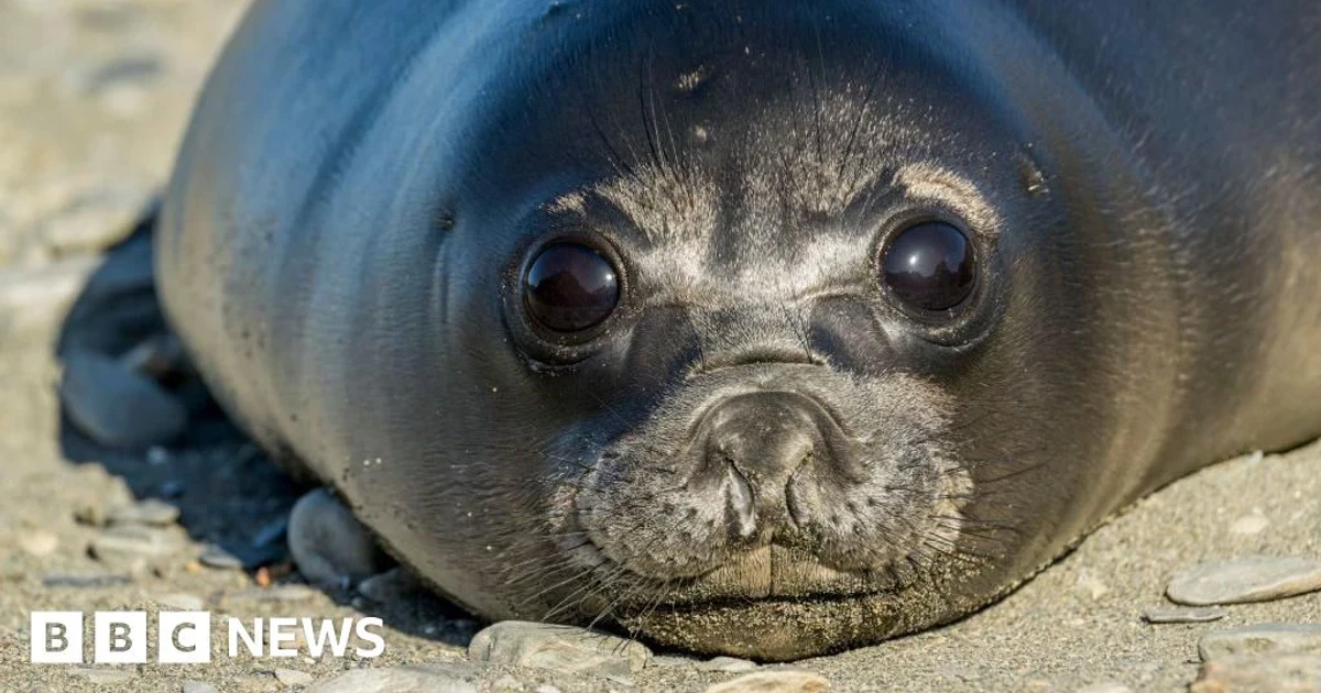 Bird flu killed thousands of seal pups on Heard Island