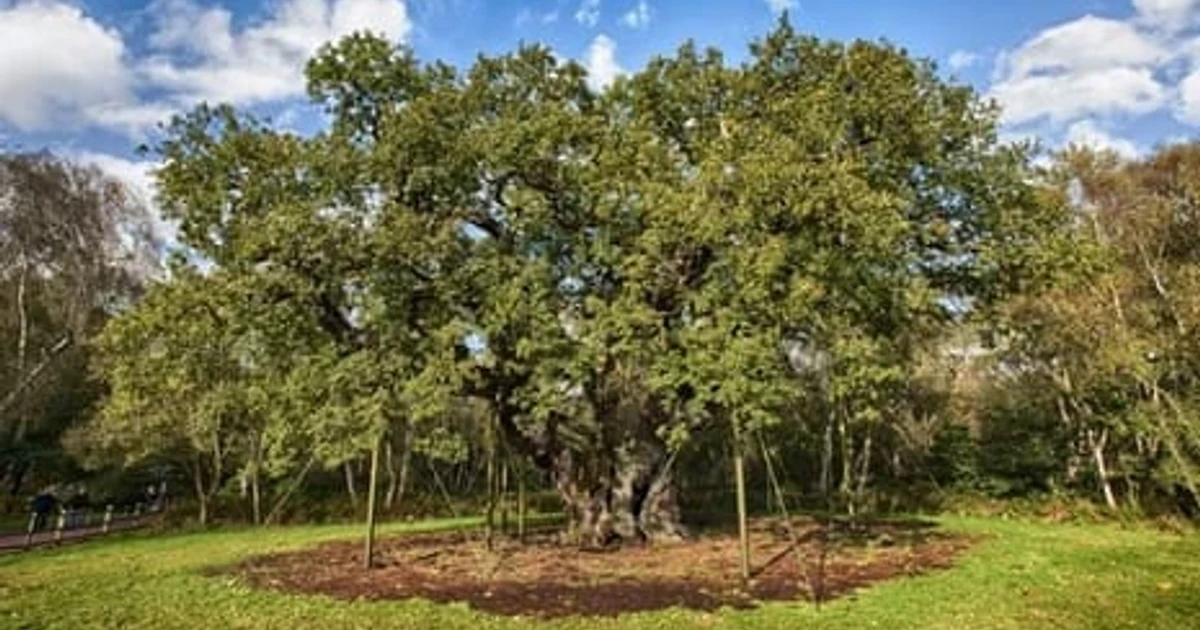 Legendary Sherwood Forest Major Oak dies after centuries of decline