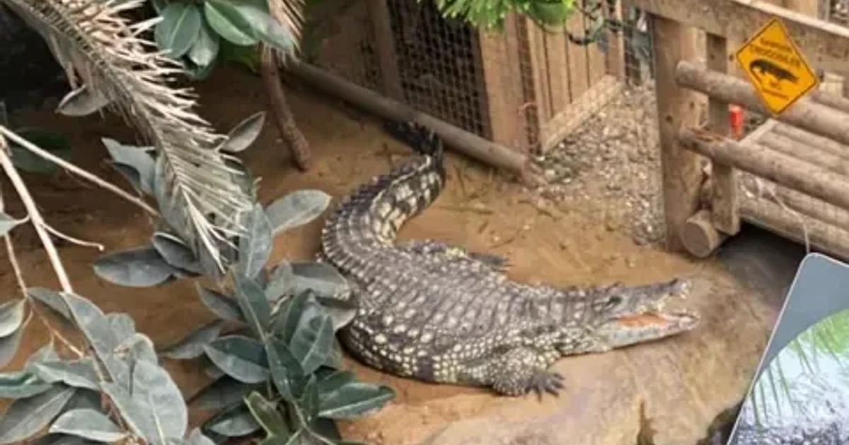 Man arrested after crocodile attack on 3-year-old boy bailed