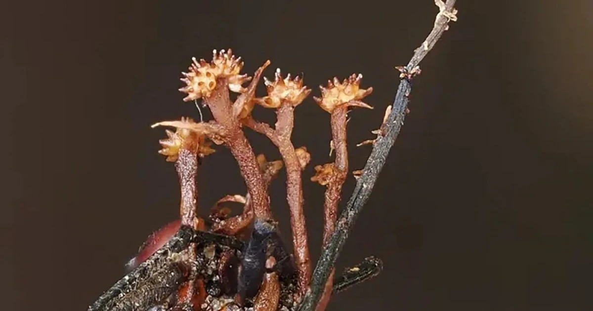 Malaysian scientists discover hyperparasite fungus in Borneo jungle