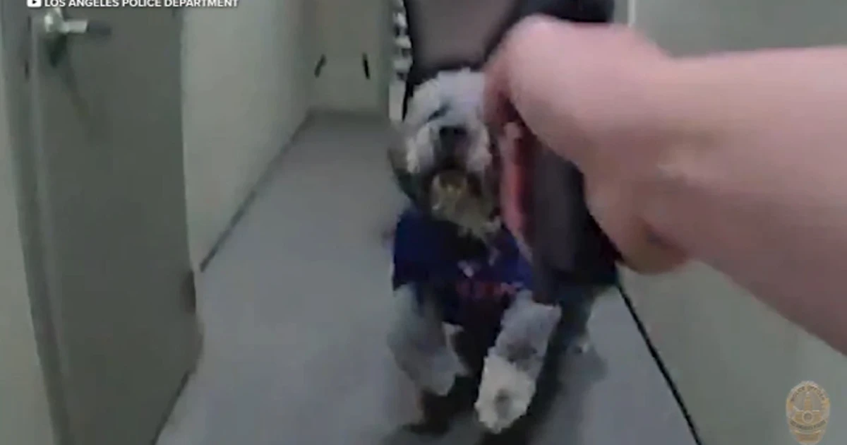 LAPD dog shooting sparks outrage after welfare check in Canoga Park