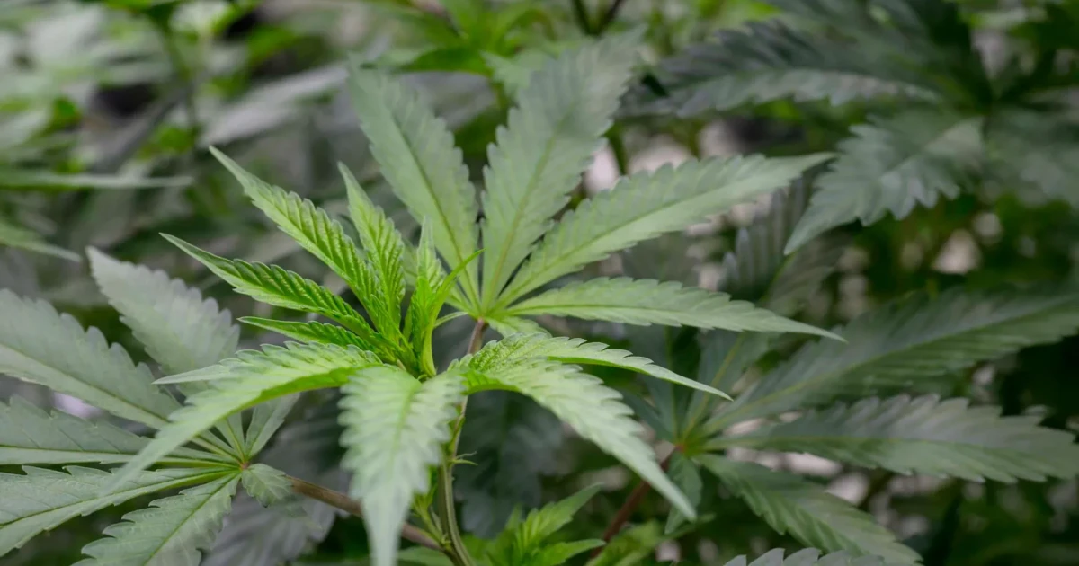 Plant aroma compounds show promise for chronic pain relief without high