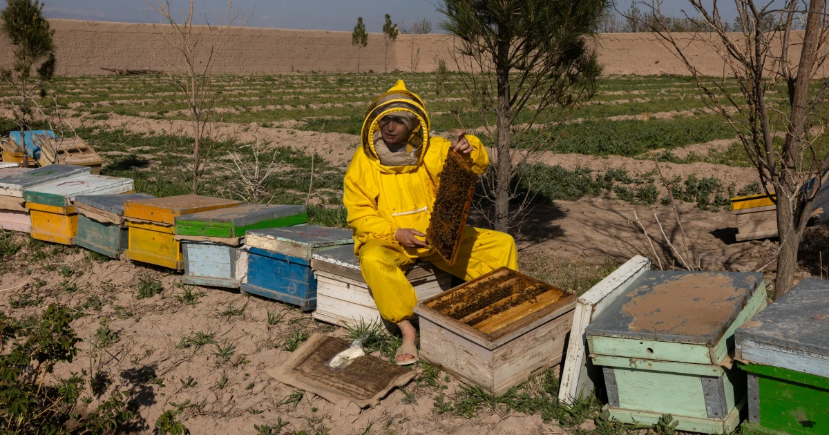 Afghan women turn to business as Taliban curbs work and travel