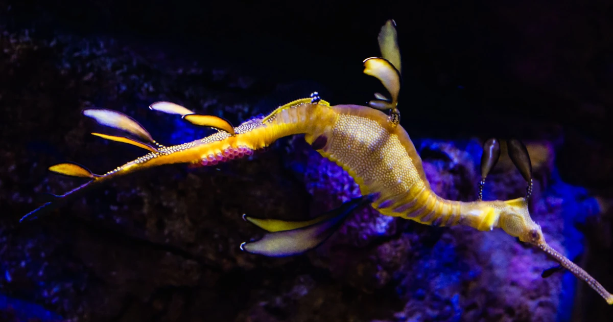 Seahorses and seadragons reveal unusual male pregnancy at California aquarium
