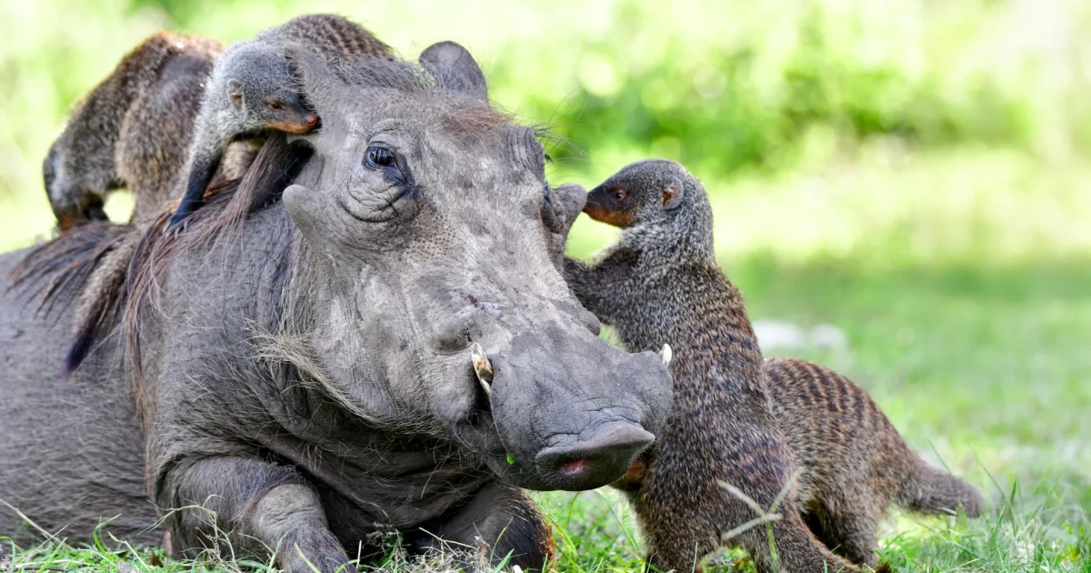 How animals use communication to build cross-species partnerships