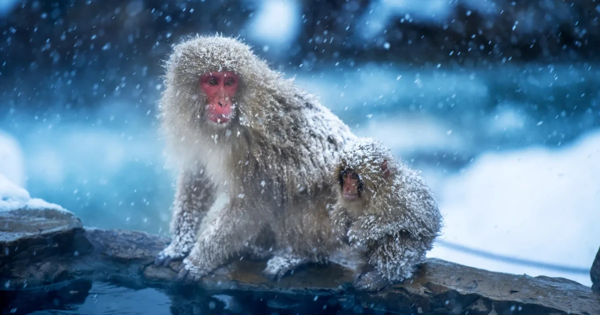 Study suggests early primates evolved in cold, dry climates