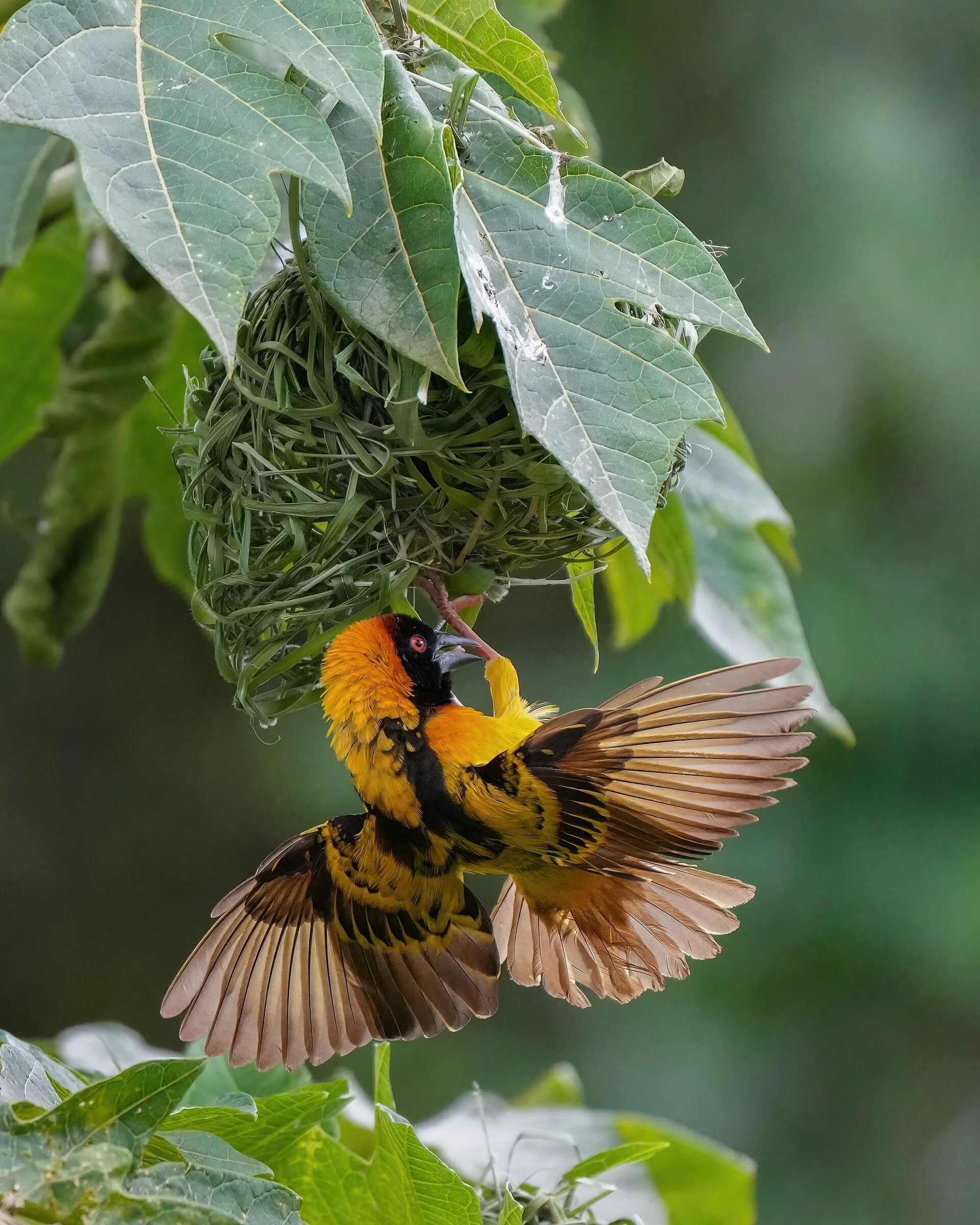 Animal Behaviour — Wikimedia Commons