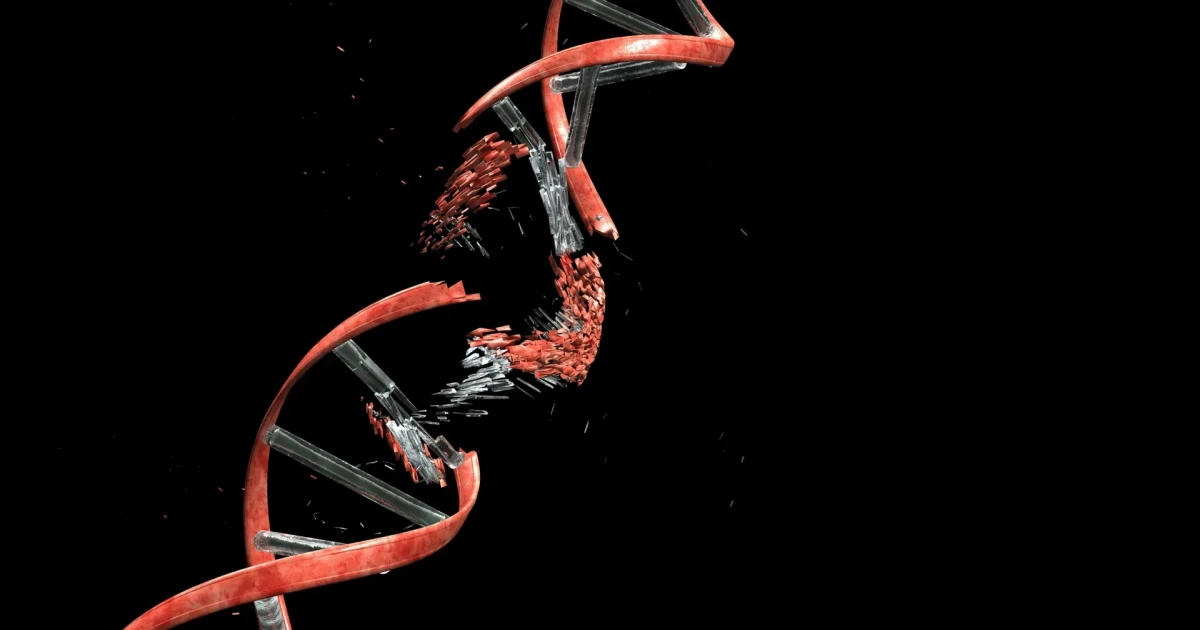Developing brain repairs DNA breaks as neurons migrate to cortex