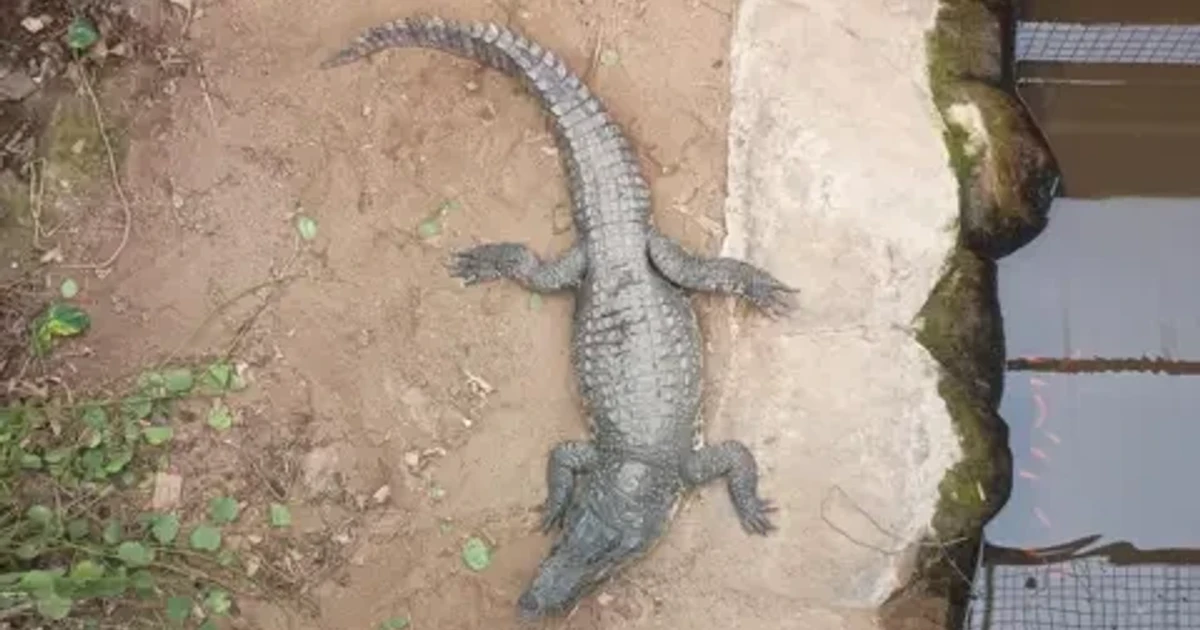 Wowcher apologizes after email references child crocodile attack