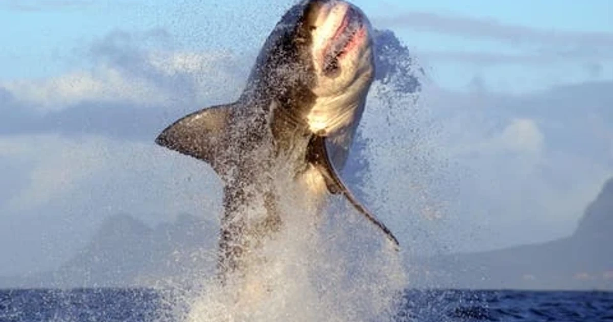 Great white sharks vanish from South Africa's False Bay, ecosystems shift