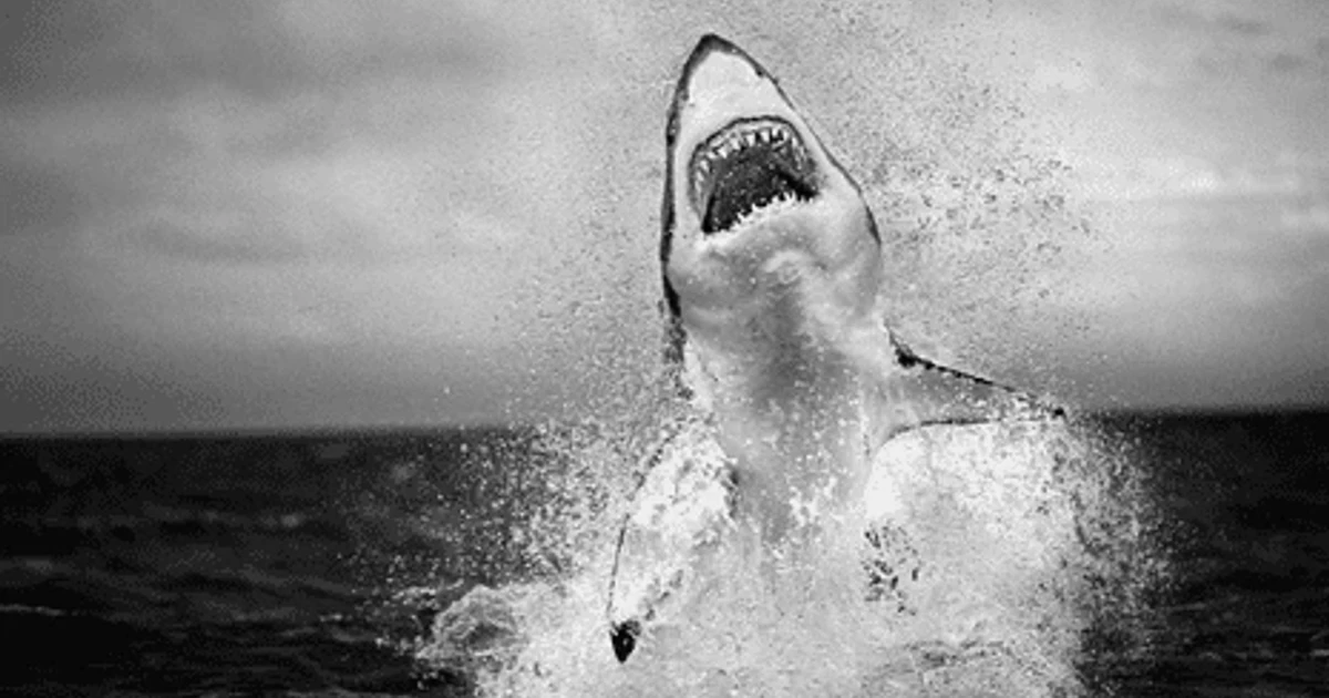 Chris Fallows shares the stories behind iconic wildlife images