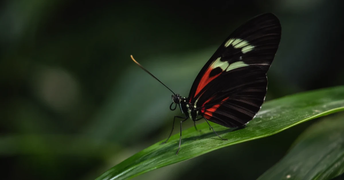 Study finds some Heliconius butterflies can live nearly a year