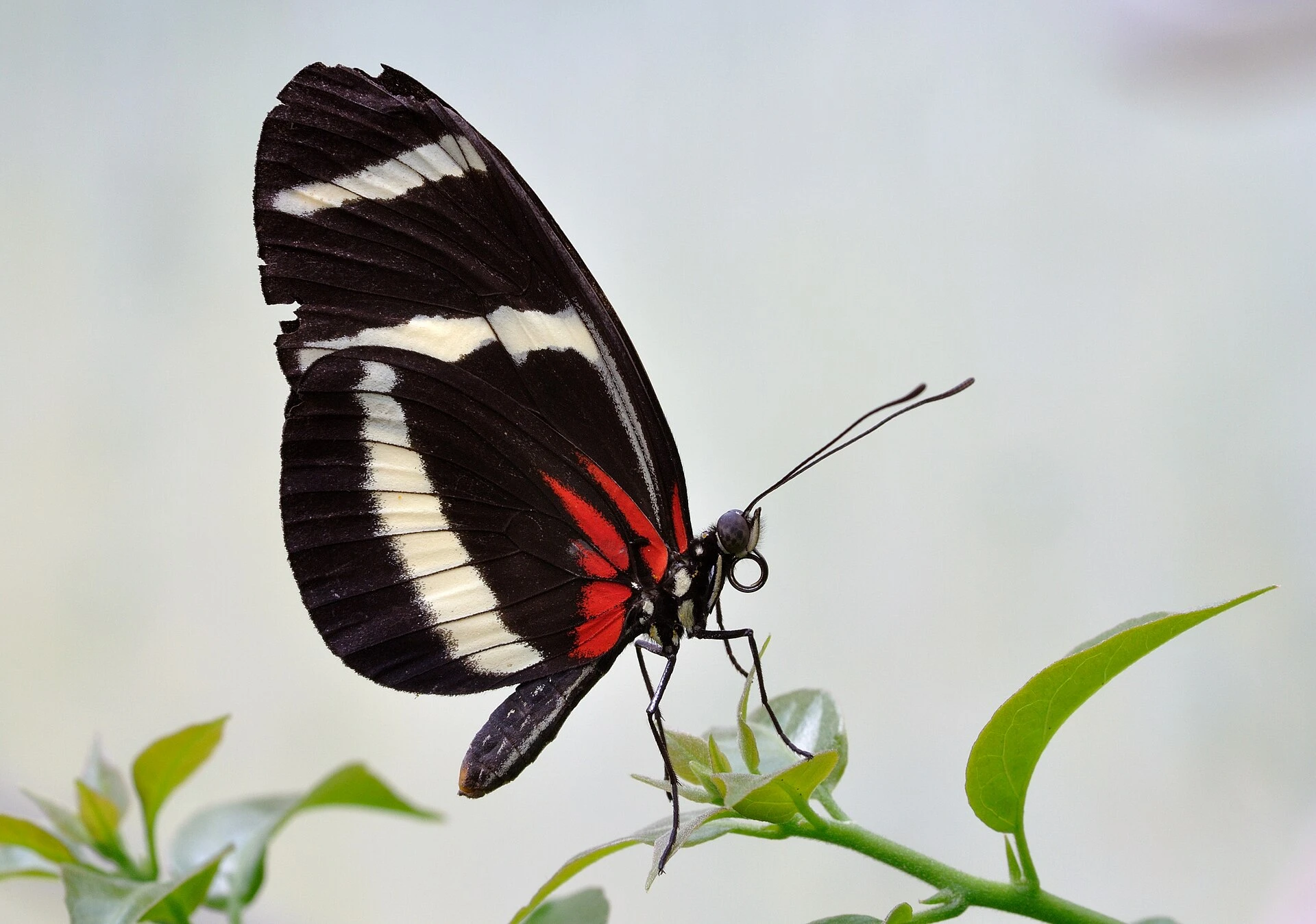 Heliconius hewitsoni — Wikimedia Commons