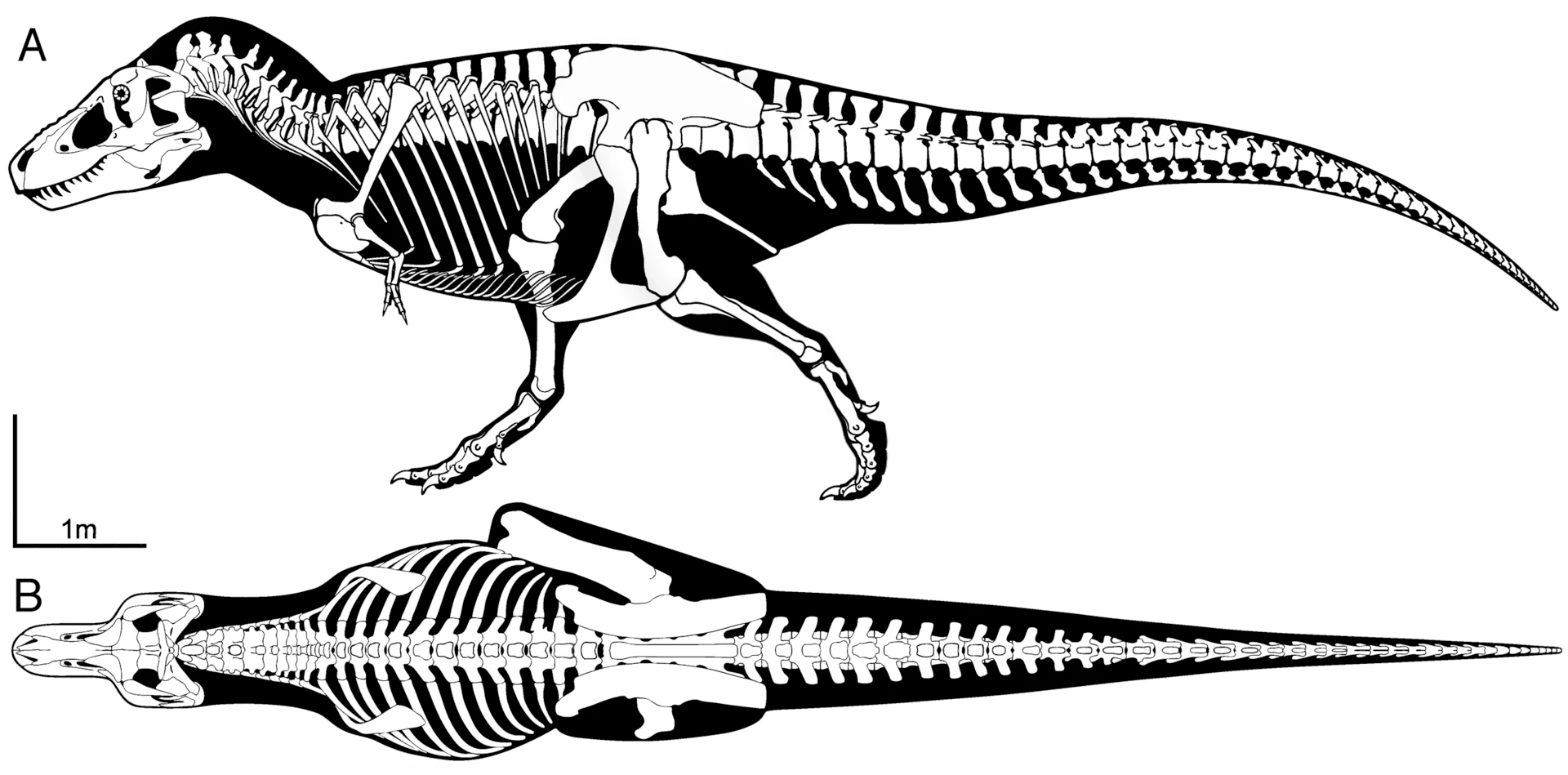 Tyrannosaurus rex — Wikimedia Commons